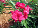 خرزهره
